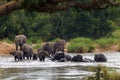 Herd of Elephants Crossing River Sabie Kruger Park South Africa Royalty Free Stock Photo