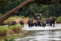 Herd of Elephants Crossing River Sabie Kruger Park South Africa