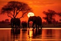 Herd of Elephants Crossing River at Sunset, The silhouette of elephants at sunset in Chobe National Park, Botswana, Africa, Royalty Free Stock Photo