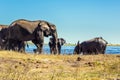 Herd of elephants crossing river Royalty Free Stock Photo