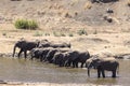 Herd of elephants drink water in the river