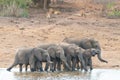 Herd of Elephants drinking near a pride of Lions Kruger Park South Africa