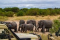 Herd of elephants drinking underground water of a dry river in the savanna of Tarangire National Park, Tanzania, between some Royalty Free Stock Photo