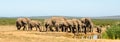 Herd of elephants drinking water Addo elephants park, South Africa wildlife photoghraphy