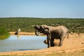 Herd of elephants drinking water Addo elephants park, South Africa wildlife photoghraphy