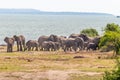 Herd of elephants drinking water in Queen Elizabeth National Park, Uganda. Royalty Free Stock Photo