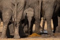 A herd of elephants drinking water at a watering hole. A baby elephant or calf is standing in the centre, protected by the rest fo Royalty Free Stock Photo