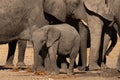 A herd of elephants drinking water at a watering hole. A baby elephant or calf is standing in the front Royalty Free Stock Photo