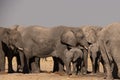 A herd of elephants drinking water at a watering hole. A baby elephant or calf is standing in the front Royalty Free Stock Photo