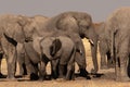 A herd of elephants drinking water at a watering hole. A baby elephant or calf is standing in the front Royalty Free Stock Photo