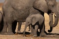 A herd of elephants drinking water at a watering hole. A baby elephant or calf is standing in the front Royalty Free Stock Photo