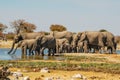 Herd of elephants (Elephantidae) at a waterhole in Royalty Free Stock Photo