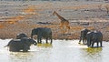 Herd of elephants enjoying a waterhole, while a solitary giraffe walks past in the background