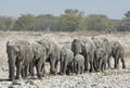 Herd of Elephants.
