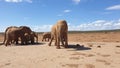 Herd of elephants in a field under the sunlight in Addo Elephant Park, South Africa Royalty Free Stock Photo