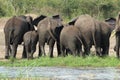 A herd of elephants fight for space as they walk in a line in the Queen Elizabeth National Park in Uganda