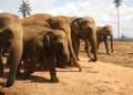 Herd of elephants going in rank