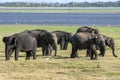 A herd of elephants graze next to the tank man-made reservoir at Minneriya National Park in the late afternoon. Royalty Free Stock Photo