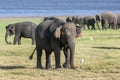 A herd of elephants graze next to the tank man-made reservoir at Minneriya National Park in the late afternoon. Royalty Free Stock Photo