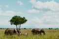 A herd of Elephants grazing in Mikumi National Park