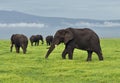 Herd of elephants grazing in the Ngorongoro Crater Royalty Free Stock Photo