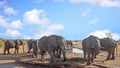 Elephants around Nehimba camp waterhole to take a drink, Hwange National Park. Zimbabwe