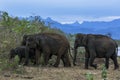 A herd of elephants head into bushland at Uda Walawe National Park.