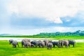 Herd of elephants in Kaudulla national park, Sri Lanka