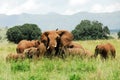 Herd of elephants, Kidepo Valley NP (Uganda)