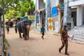 A herd of elephants is led down a city street after swimming in the river. Elephant orphanage in Sri Lanka