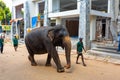 A herd of elephants is led down a city street after swimming in the river. Elephant orphanage in Sri Lanka