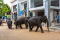 A herd of elephants is led down a city street after swimming in the river. Elephant orphanage in Sri Lanka