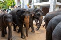 A herd of elephants is led down a city street after swimming in the river. Elephant orphanage in Sri Lanka