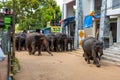 A herd of elephants is led down a city street after swimming in the river. Elephant orphanage in Sri Lanka