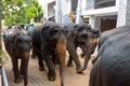 A herd of elephants is led down a city street after swimming in the river. Elephant orphanage in Sri Lanka