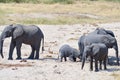 Herd of elephants looking for a waterhole in the Tarangire Park