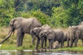 A herd of elephants Loxodonta Africana drinking and a little one playing on the riverbank of the Nile, Murchison Falls National