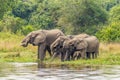 A herd of elephants Loxodonta Africana drinking at the riverbank of the Nile, Murchison Falls National Park, Uganda.