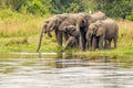 A herd of elephants Loxodonta Africana drinking at the riverbank of the Nile, Murchison Falls National Park, Uganda.