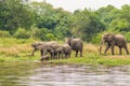 A herd of elephants Loxodonta Africana drinking at the riverbank of the Nile, Murchison Falls National Park, Uganda.