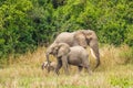 A herd of elephants Loxodonta Africana on the riverbank of the Nile, Murchison Falls National Park, Uganda.