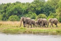 A herd of elephants Loxodonta Africana walking towards the riverbank of the Nile, Murchison Falls National Park, Uganda.
