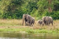 A herd of elephants Loxodonta Africana walking towards the riverbank of the Nile, Murchison Falls National Park, Uganda.