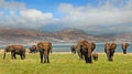 Herd of elephants on the lush plains in Bumi National Park - Zimbabwe Royalty Free Stock Photo