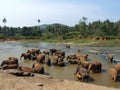 Herd of elephants in Maha Oya river