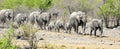 Herd of elephants moving in Etosha NP, Namibia Royalty Free Stock Photo