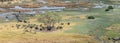 Herd of Elephants in the Okavango Delta, Botswana aerial view Royalty Free Stock Photo