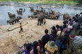 A herd of elephants from the Pinnawala Elephant Orphanage (Pinnewala) bathe in the Maha Oya River in central Sri Lanka.