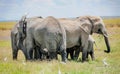 Herd of Elephants protecting baby elephant in Kenya, Africa
