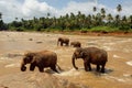 Herd of elephants in the river